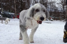 ひ　パンダ　１１・２８→１１・２８