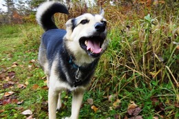 ふ　平蔵　１０・１５→１０・３１