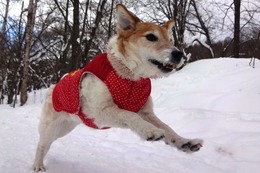 わ ベル