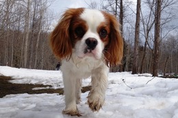 に　サン　新1歳