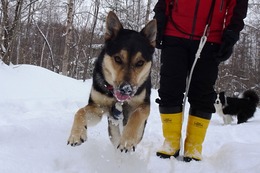 ふ　ロン　２・２４→３・１