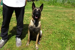 か ヴァイズ 新4歳