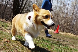 こ リン