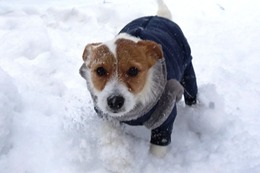 た　おとめ　１・２４→２・７