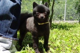 も　パール　新１歳