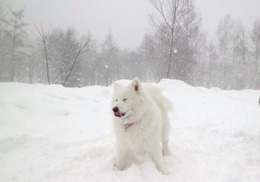 ふくゆき