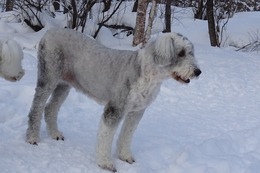 ひ　パンダ　１・１９→２・９