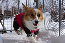 な コムギ