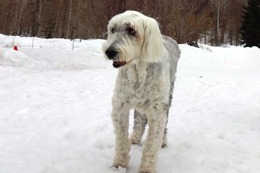 ひ アニー 3・21→3・23