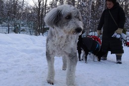 ひ　パンダ　１・１９→２・１２