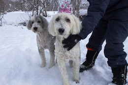 ひ アニー 13歳になりました