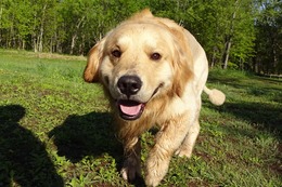 ま　ボス　５・１８→５・３１