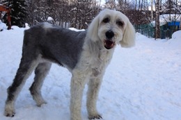 ひ　アニー　１・１９→２・６