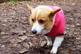 こ リン