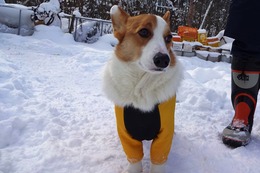 の げんき