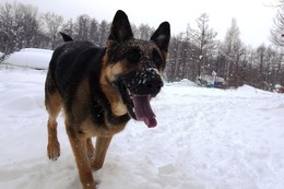 や ユエ 1・29→2・13