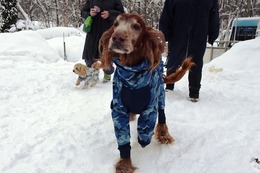 よ アロマ 2・12→2・15