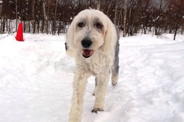 ひ アニー 1・15→2・18