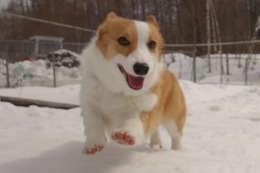 ふ　小夏3.26→3.31