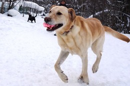 さ　ペーター　１・２２→２・１２