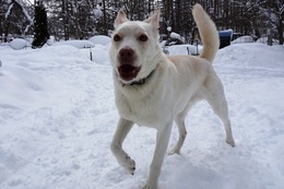 た ギンガ 2・16→2・17