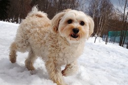 に　モコ　新3歳