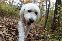 ひ　アニー　１０・１５→１０・３１