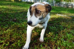 い ミル 2014.9.14→2018.7.29