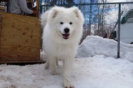 お　ホイップ　新9か月