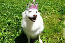 こ レオン 4歳になりました