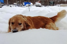 ま ボス 2・3→3・17