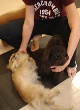 dogs