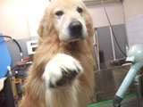 トリミング2013/11・28-2 011