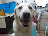 BlogPaint