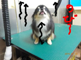 BlogPaint