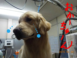 BlogPaint