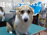 BlogPaint