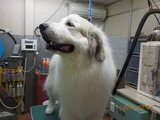 DSCN5594