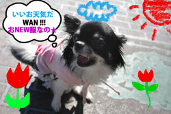 BlogPaint