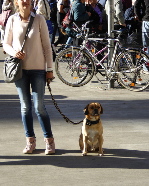 犬4