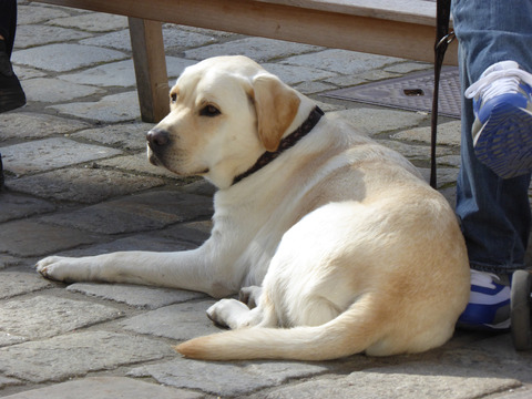 犬2