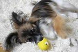 子犬のしつけコース - 小林ルル