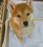 子犬のしつけコース - 高瀬あずき