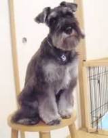 子犬のしつけコース - 佐藤バトラー
