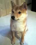 子犬のしつけコース - 高浪おまめ