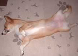 子犬のしつけコース - 佃クー