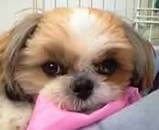 子犬のしつけコース - 海野カブ