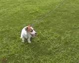 子犬のしつけコース - 三浦ワッフル