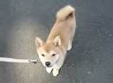子犬のしつけコース - 高浪おまめ
