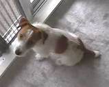 子犬のしつけコース - 三浦ワッフル